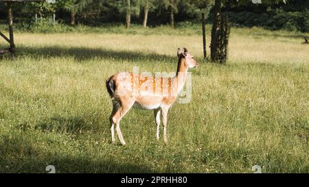 Hirsche auf einer Wiese beim Grasen. Die Hirschkuh frisst entspannt vom Gras. Stockfoto