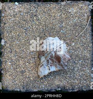 Getrocknete Baumblätter auf Steinfliesen, Boden Stockfoto