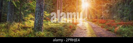 Schönes Panorama des Weges im herbstlichen Park am Morgen. Stockfoto