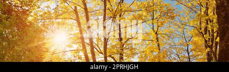 Panoramablick auf die Bäume im herbstlichen Park am Morgen. Stockfoto