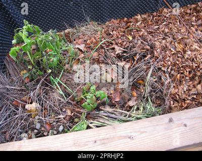 Hochbeet gefüllt mit organischem Material aus dem Garten Stockfoto