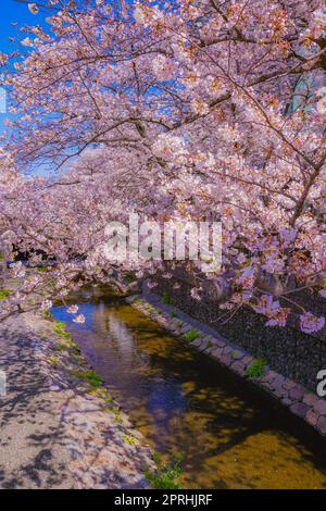 Sumiyoshi Sakura (Kirschblüten entlang Yoshi Shibukawa) Stockfoto