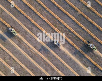 Mähdrescher mähen Raps auf dem Feld. Agro-industrieller Komplex. Der Mähdrescher schneidet Raps. Die Maschine entfernt Raps. Ernte von Getreide. Ernte auf Ranches und landwirtschaftlichen Flächen Stockfoto