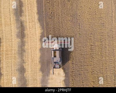Mähdrescher mäht Weizen im field.Agro-industry.Combine-Erntemaschinen auf Weizenfeldern. Maschine erntet Weizen. Erntet Getreidepflanzen. Erntet Weizen, Hafer und Gerste auf Feldern, Ranches und Ackerland Stockfoto