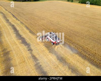 Mähdrescher mäht Weizen im field.Agro-industry.Combine-Erntemaschinen auf Weizenfeldern. Maschine erntet Weizen. Erntet Getreidepflanzen. Erntet Weizen, Hafer und Gerste auf Feldern, Ranches und Ackerland Stockfoto
