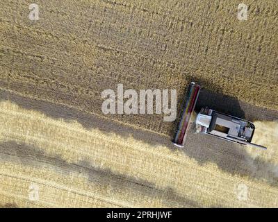 Mähdrescher kombiniert Weizen in der field.Agro-industry.Combine Harvester Schneiden auf Weizenfeld.Maschinenernte Weizen.Ernte von Getreidekulturen.Ernte whea Stockfoto