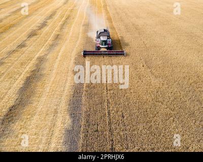 Mähdrescher mäht Weizen im field.Agro-industry.Combine-Erntemaschinen auf Weizenfeldern. Maschine erntet Weizen. Erntet Getreidepflanzen. Erntet Weizen, Hafer und Gerste auf Feldern, Ranches und Ackerland Stockfoto