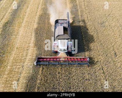 Mähdrescher mäht Weizen im field.Agro-industry.Combine-Erntemaschinen auf Weizenfeldern. Maschine erntet Weizen. Erntet Getreidepflanzen. Erntet Weizen, Hafer und Gerste auf Feldern, Ranches und Ackerland Stockfoto