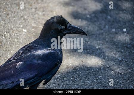 Tiefschwarze Krähe (Hashibuto-Glas) Stockfoto