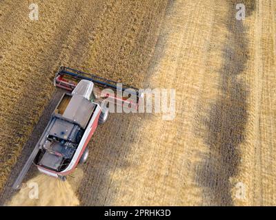 Mähdrescher mäht Weizen im field.Agro-industry.Combine-Erntemaschinen auf Weizenfeldern. Maschine erntet Weizen. Erntet Getreidepflanzen. Erntet Weizen, Hafer und Gerste auf Feldern, Ranches und Ackerland Stockfoto