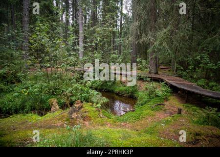 Dunkler Sumpfwald mit Reflexionen im dunklen Wasser mit Farnen Stockfoto