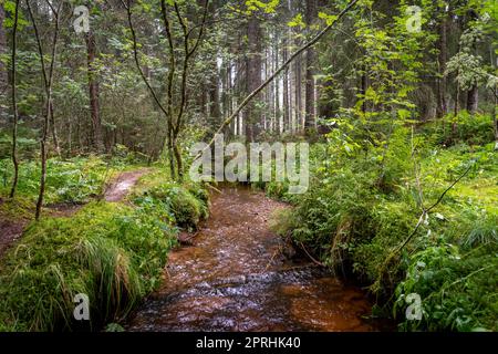 Dunkler Sumpfwald mit Reflexionen im dunklen Wasser mit Farnen Stockfoto