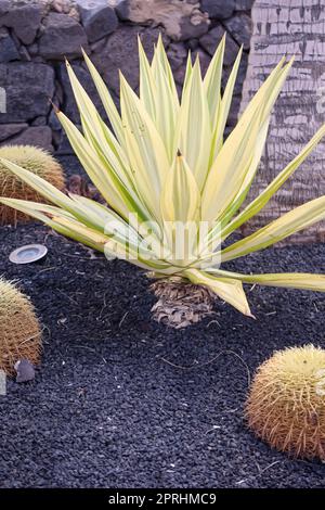 Porträt einer Agave zwischen mehreren Kakteen. Stockfoto