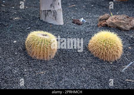 Ein großer runder Kaktus. Manchmal auch Mutter im Jurastudium genannt. Stockfoto