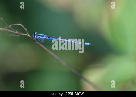 Nahaufnahme von azurblauem Dammfisch auf einer Pflanze. Stockfoto