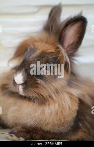 Nahaufnahme eines Zwergkaninchens. Hier ist ein Löwenkopf. Stockfoto