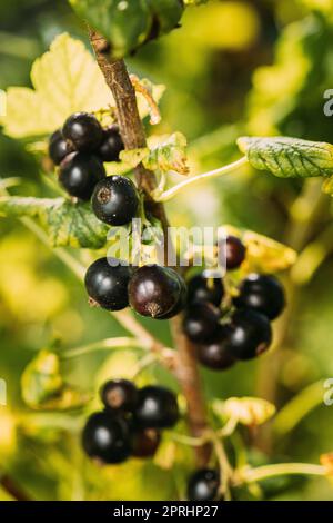 Schwarze Johannisbeere Am Zweig Von Bush. Nahaufnahme Anbau Von Bio-Beeren Im Sonnigen Sommertag. Reife Johannisbeere Im Obstgarten Stockfoto