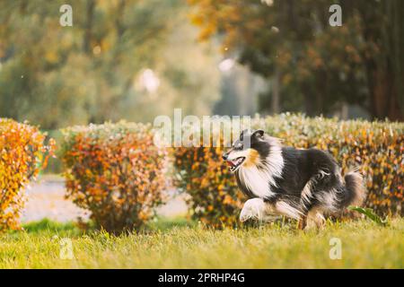 Tricolor Rough Collie, Funny Scottish Collie, Langhaarige Collie, Englisch Collie, Lassie Hund laufen im Freien im Herbst Park Stockfoto