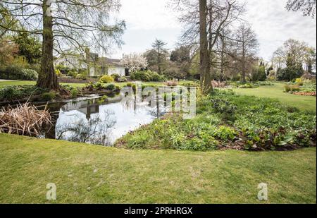 Mitte April werden die Beth Chatto Gardens in Essex lebendig und voller Versprechen. Stockfoto