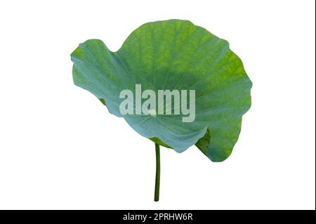 Lotus Leaf Isolate Sammlung von weißem Hintergrund Stockfoto