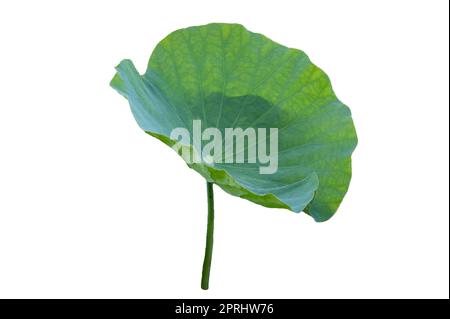 Lotus Leaf Isolate Sammlung von weißem Hintergrund Stockfoto