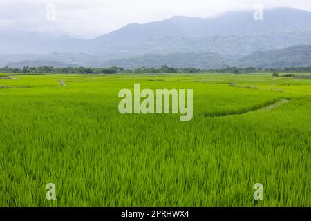 Paddy-Reis-Feld in Yuli von Hualien in Taiwan Stockfoto