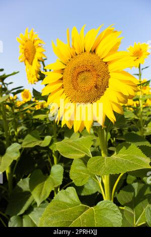 Sonnenblumenanbau in ländlicher Umgebung, Emilia Romagna, Italien Stockfoto