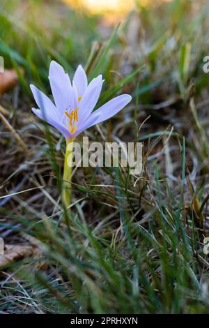 Colchicum alpinum, der alpine Herbstkrokus, Appennini, Italien Stockfoto