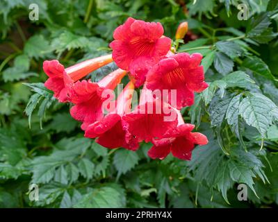 Wunderschöne rosafarbene chinesische Trompetenweinblumen Stockfoto