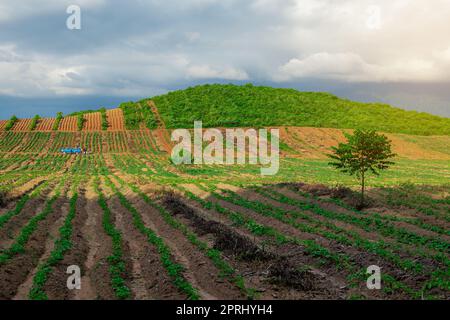 Kautschukplantagen-Anbaugebiet im Süden Thailands, Latex-Gummi, para-Kautschuk-Baumgarten Stockfoto