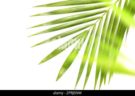 Tropische Natur grüne Palme Blatt isoliert Muster Hintergrund mit verschwommenem Baum Stockfoto