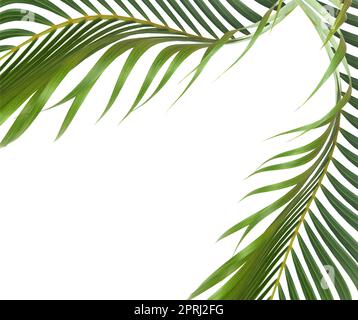 Grünes Blatt der Palme auf weißem Hintergrund Stockfoto