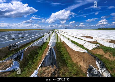 Landschaft mit einem Spargelfeld Stockfoto