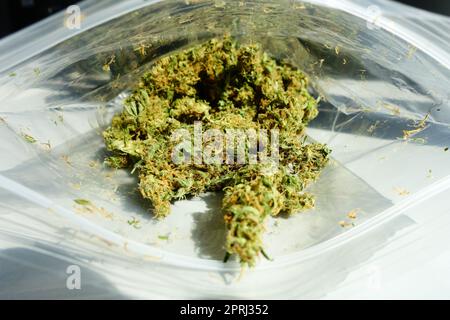 Getrocknete Marijuana-Blütenknospen in einem Plastikbeutel. Stockfoto