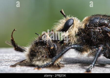 Gelbe Mordfliege oder gelbe Räuberfliege mit einer Hummel als Beute. Das Insekt ist gesaugt Stockfoto