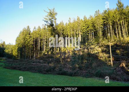 Massive Sturmschäden in einem Wald mit einem Hauch von Zerstörung. Stockfoto