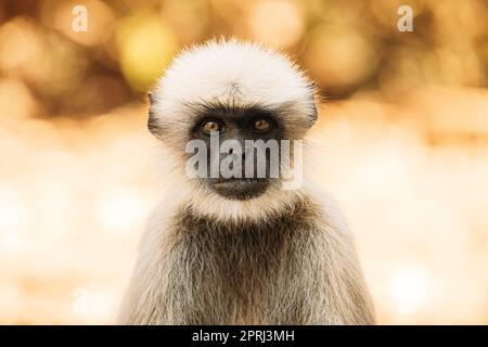 Goa, Indien. Grauer Langur-Affe. Nahaufnahme Porträt Stockfoto