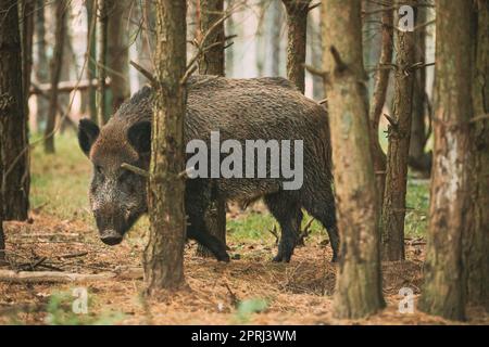 Weißrussland. Wildschwein Oder Sus Scrofa, Auch Bekannt Als Wildschwein, Eurasisches Wildschwein, Das Durch Kiefernstrümpfe Im Herbstwald Schaut. Wildschwein ist ein Einheimischer der Suiden in weiten Teilen Eurasiens, Nordafrikas und des Großraums Sunda Island Stockfoto