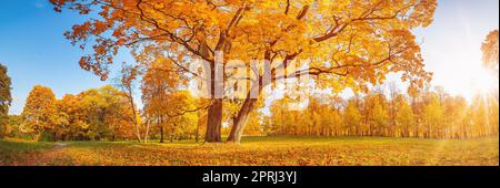 Schöner Blick auf die Wiese mit altem großen Baum darauf im herbstlichen Park an sonnigen Tagen. Stockfoto