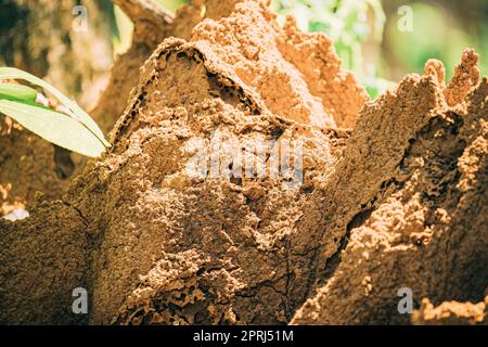 Goa, Indien. Naher Blick Auf Anthill Von Termite Im Wald Am Sommersonntag Stockfoto