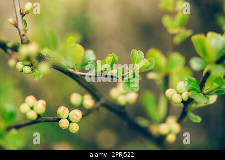 Junge Frühlingsgrün Blätter Und Ungeblasene Knospen Von Quitte Wächst In Zweig Der Waldbusch Pflanze Baum. Junges Blatt Der Cydonia Oblonga Stockfoto