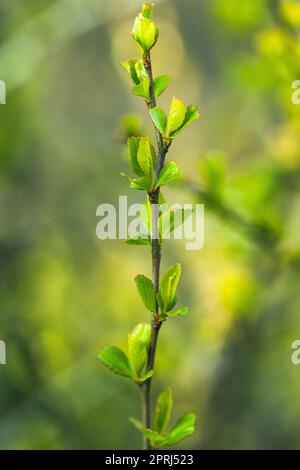 Junger Frühling Grünes Blatt Blätter Quitte Wächst Im Zweig Des Waldbuschpflanzenbaumes. Junges Blatt Der Cydonia Oblonga Stockfoto