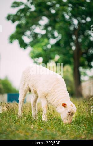 Hausschaf Lamm Weiden Fütterung In Weide. Schafzucht Stockfoto