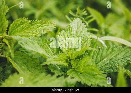 Zweige Der Wildpflanzenschar - Brennnessel - Urtica Dioica Im Sommer Frühling Wiese. Nahaufnahme Stockfoto