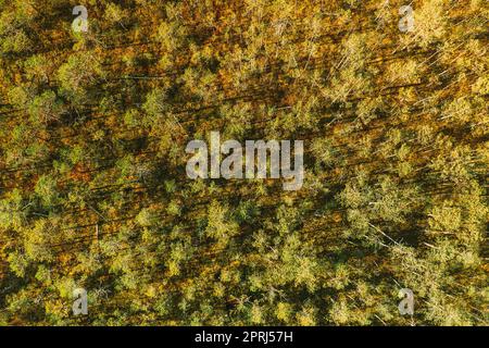 Vogelperspektive auf die Kiefer, die im Sumpf wächst. Die Natur Weißrussland Stockfoto
