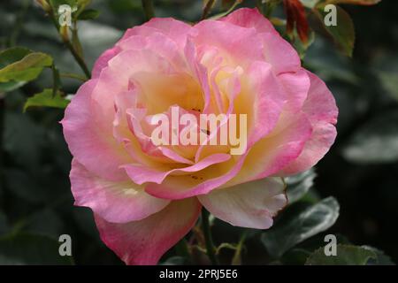 Rosa Rosenblüte in der Nähe Stockfoto