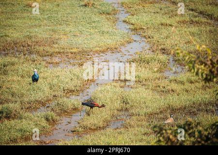 Goa, Indien. Grauköpfiger Swamphen, Glossy Ibis und Red-Wattled Lapwing am Morgen auf der Suche nach Essen im Sumpf. Plegadis falcinellus ist Ein Watvögel im Ibis Family Threskiornithidae Stockfoto