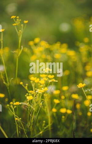 Grüner Frühlingswald. Pflanze Ranunculus Acris Mit Gelben Blumen Auf Dem Hintergrund Hohe Bäume Stockfoto