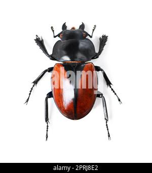Kühne und schöne Käfer. Studioaufnahme eines roten und schwarzen Käfers isoliert auf Weiß Stockfoto