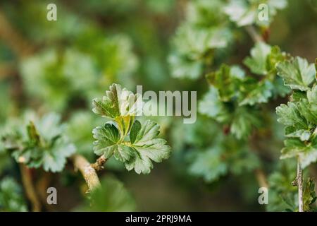 Junge Frühlingsblätter aus Stachelbeeren, Ribes Uva-Crispa, die in der Zweigstelle des Waldbuschbaums wachsen. Young Leaf Auf Dem Natürlichen Fleck Von Boke Bokeh. Ribes Grossularia Stockfoto